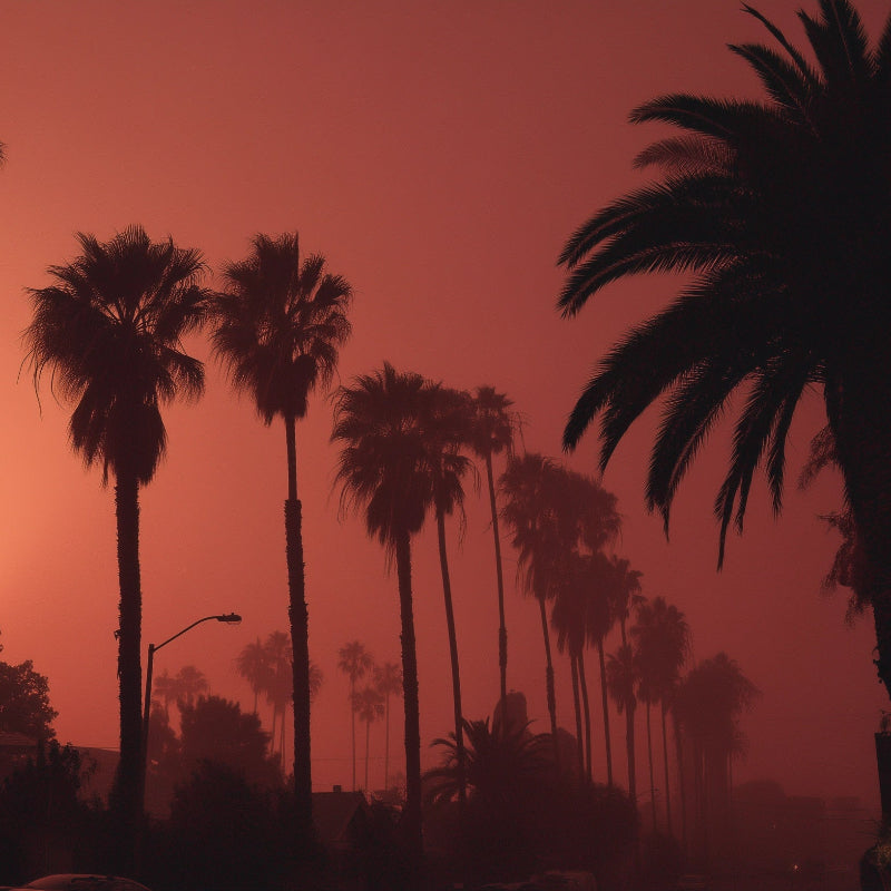 Silhouettes of palm trees against a red sunset sky