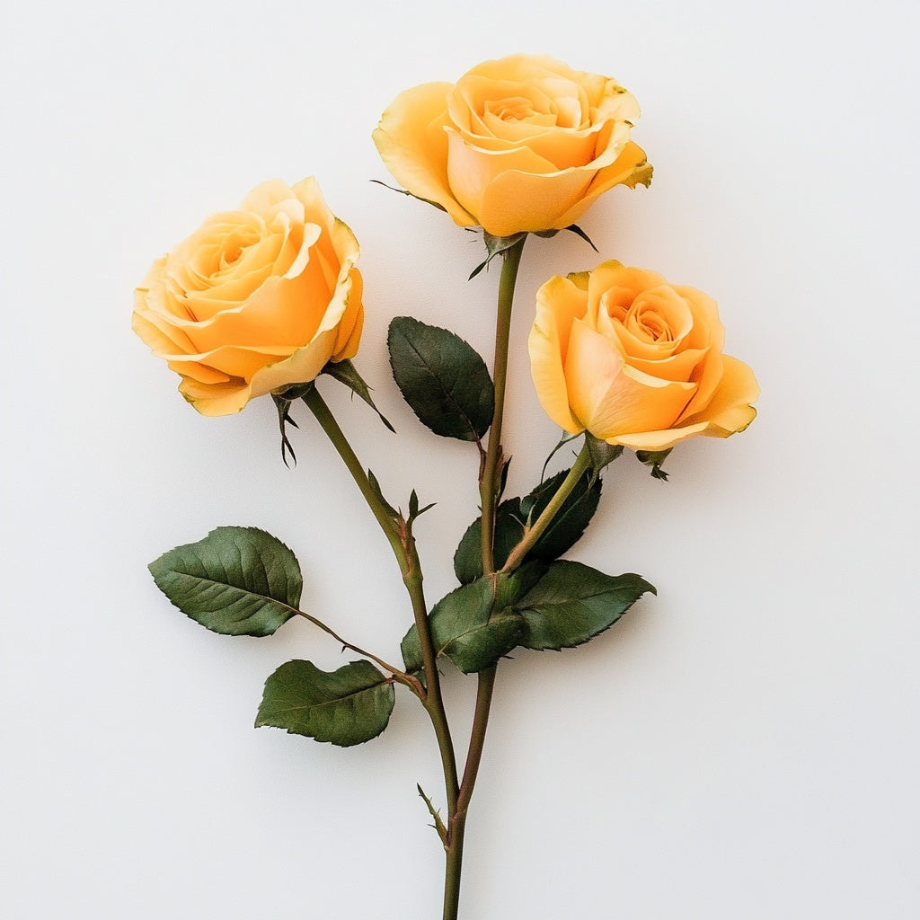 Yellowroses - House Type Beat