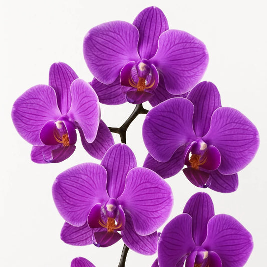 Orchids - Future Hip hop Type Beat for Sale